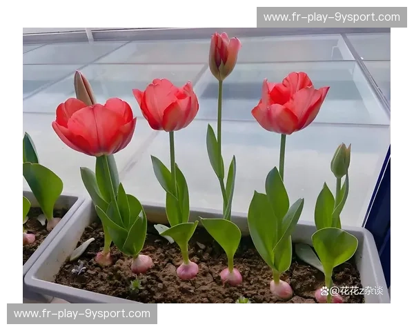 跨越经纬的巅峰对话：当袋鼠的狂野坚韧撞上郁金香的战术美学